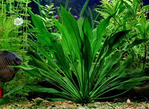 Amazonas-Schwertpflanze/Echinodorus Amazonicus x 3 Pflanzen - Aquarium Pflanze von AquaPlants