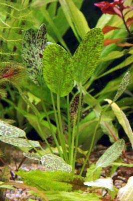 AquaPlants Echinodorus Reiner's Felix - TOP Rarity von AquaPlants