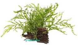 AquaPlants Pflanzen auf Wurzeln - Kongo Flussfarn/Bolbitis Heutelotii von AquaPlants