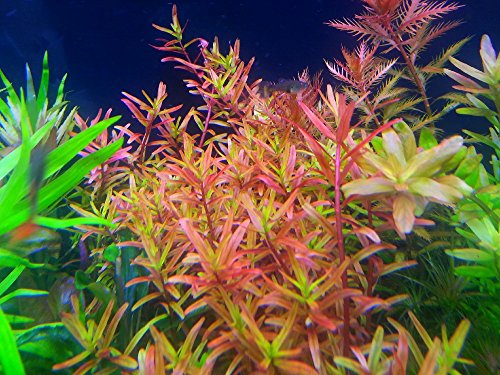 AquaPlants Rotala sp. H'Ra (Gia Lai) / Rotala rotundifolia H'Ra (Gia Lai) - 1 Bund von AquaPlants