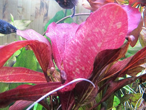 AquaPlants Schwertpflanze Roter Leopard/Echinodorus Roter Leopard von AquaPlants