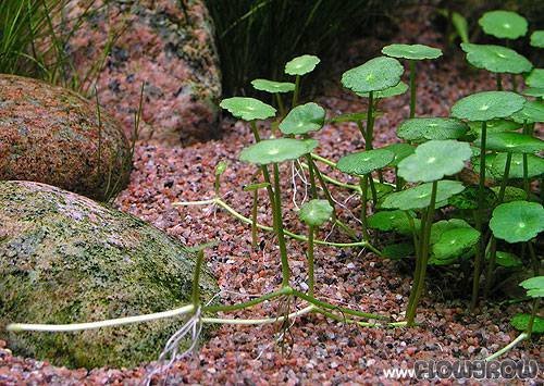 Aquarium Fan Hutpilzpflanze/Hydrocotyle vulgaris VAR. verticillata - x3 Bund von AquaPlants