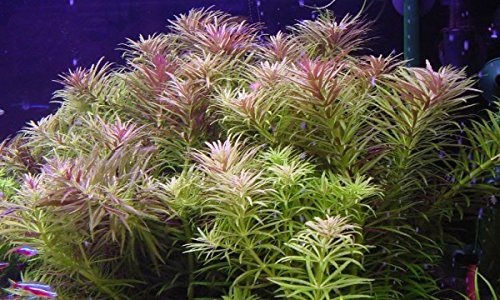 Aromatischer Sumpffreund/Limnophila aromatica - 2 Bund von AquaPlants