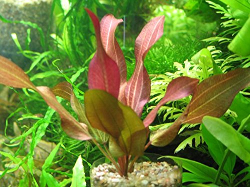 Echinodorus D'vall Lebende Aquariumpflanze von AquaPlants
