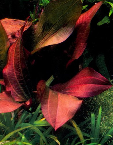 Echinodorus Regina Hildebrandt - Lebende Aquariumpflanze von AquaPlants