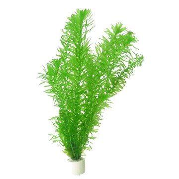 Egeria densa Lebende Aquariumpflanze, 3 Bund von AquaPlants