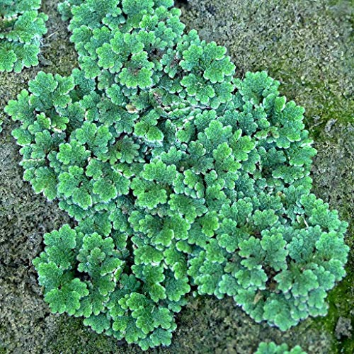 Großer Moos-Farn, Feenmoos Azolla filiculoides - Aquarium Pflanze von AquaPlants