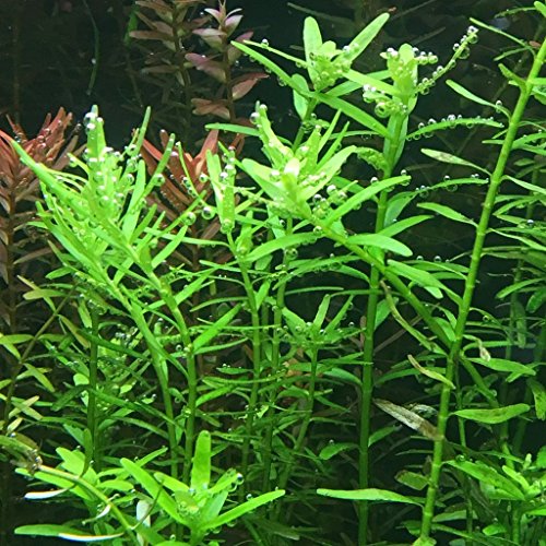 Grüne Rotala/Rotala Rotundifolia Green, 1 Bund von AquaPlants