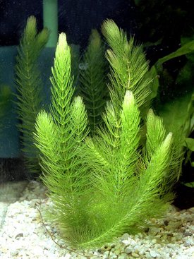 Hornkraut - Raues Hornblatt/Ceratophyllum demersum - 3 Bund von AquaPlants