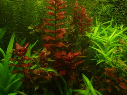 Japanischer Rotweiderich / Rotala macrandra - Live aquarium plant von AquaPlants