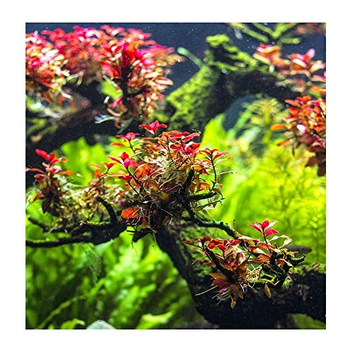 Kleine Tiefrote Ludwigie / Ludwigia sp. "Mini Super Red" - In-Vitro *TOP-RARITÄT* von AquaPlants