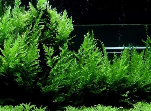 Kongo Wasserfarn / Bolbitis heudelotii von AquaPlants