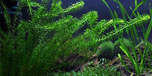 Lebende Aquariumpflanze - Dichtblättrige Wasserpest von AquaPlants