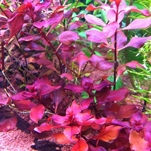 Ludwigia sp Super Red von AquaPlants