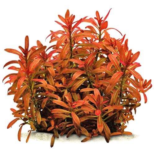 Rotala ramosior "Sunset" - *Top Rarity* x1 Strauß - Wasserpflanzen für Aquarien von AquaPlants