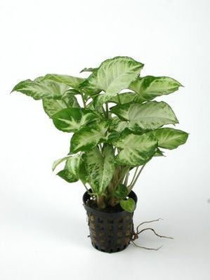 Syngonium"Pixie" - Terrariumpflanze von AquaPlants