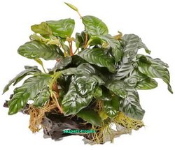 Wurzel mit Anubias barteri - size XL von AquaPlants