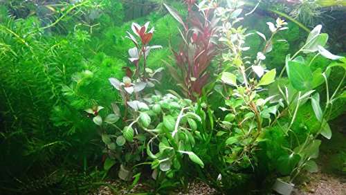 Aquarium Fan Anti-Algen-Set, schnellwachsene 7 Arten + 5 Mooskugel (ca. 4-5 cm, 8-15 Jahre alt) von AquaPlants