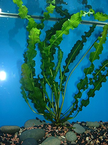 Aquarium Fan Aponogeton longiplumulosus von AquaPlants