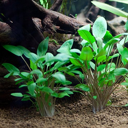 AquaPlants Grüner Wasserkelch/Cryptocoryne wendtii Green - 1 Bund von AquaPlants