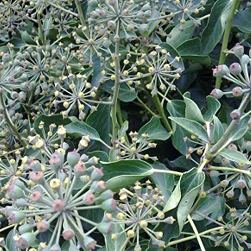 Strauch-Efeu - Hedera Helix 'Arborescens' 40-50 cm Topf - Vielseitig verwendbare Kletterpflanze von Arborix