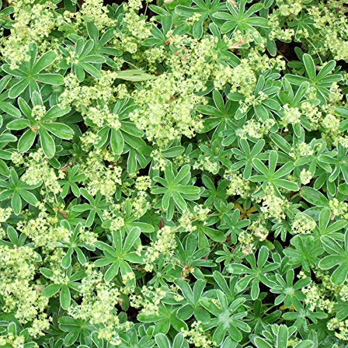 6 x Alchemilla Alpina - Alpen Silbermantel Topf 9x9cm von Arborix