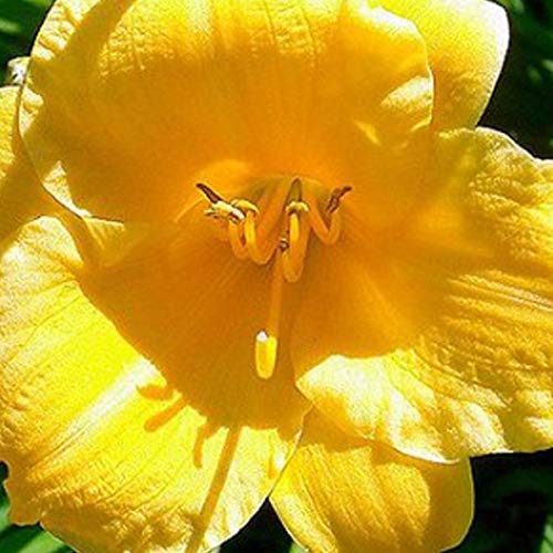 6 x Hemerocallis 'Stella De Oro' - Taglilie Stella de Oro Topf 9x9cm von Arborix