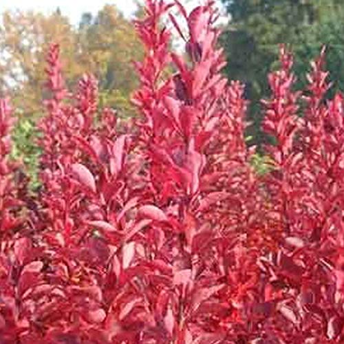 Berberitze Thunberg 'Red Rocket' - Berberis Thunbergii 25-30 cm Topf - Großer Strauch mit Blassgelben Blüten und Dunkelroten Blättern von Arborix