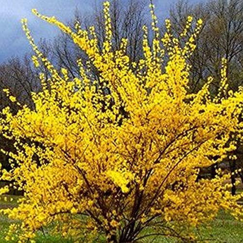 Forsythie 'Lynwood Variety' - Forsythia Intermedia 'Lynwood' 50-60 cm Topf - Ein leuchtender Frühlingsbote von Arborix