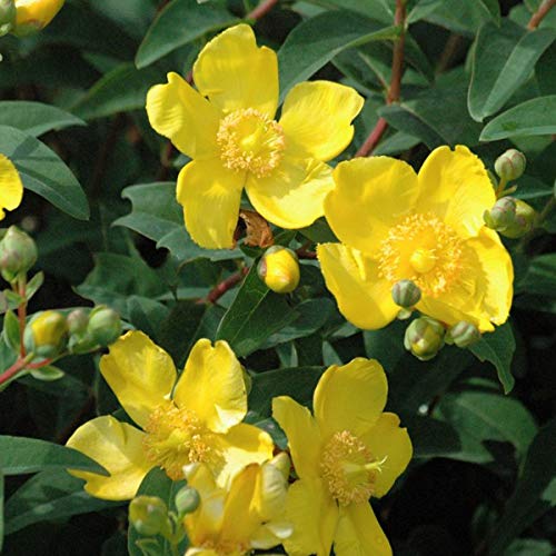 Johanniskraut 'Hidcote' - Hypericum 'Hidcote' 30-40 cm Topf - Gelbe Blüten und dekoratives Laub von Arborix