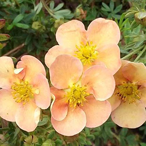 Fingerstrauch 'Daydawn' - Potentilla Fruticosa 'Daydawn' 25-30 cm Topf - Zarte rosa Blüten von Arborix