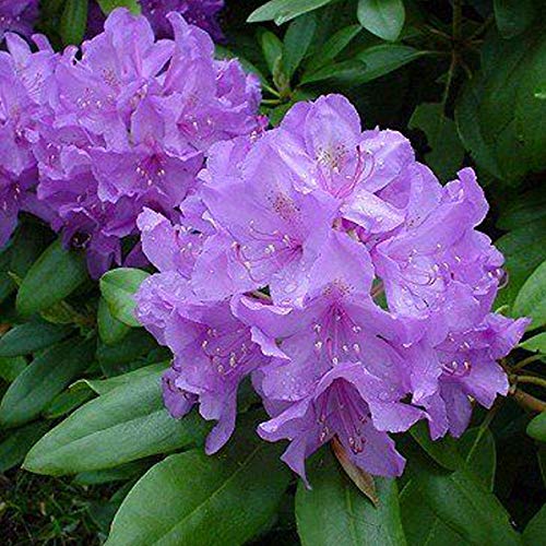 Rhododendron 'Catawbiense' Grandiflorum 40-50 cm Topf - Große Blütenrispen von Arborix