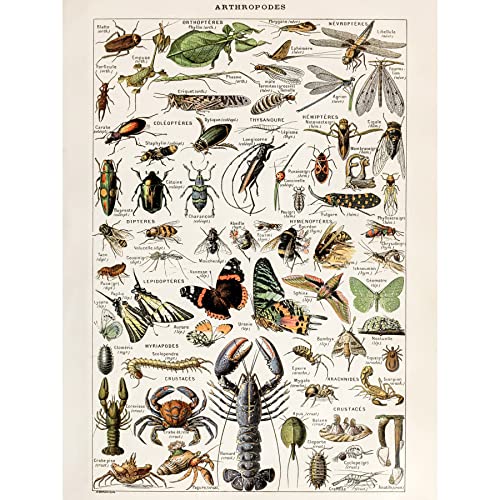 Millot Encyclopedia Arthropods Exoskeletal Animals Unframed Wall Art Print Poster Home Decor Premium Tiere Wand Zuhause Deko von Artery8