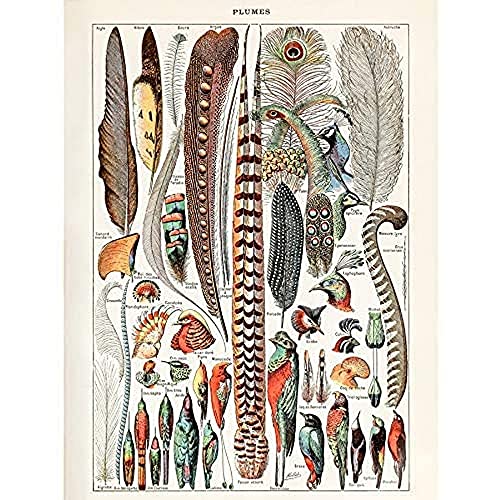 Artery8 Millot Encyclopedia Page Birds Feathers Plumage Unframed Wall Art Print Poster Home Decor Premium Seite Vögel Wand Zuhause Deko von Artery8