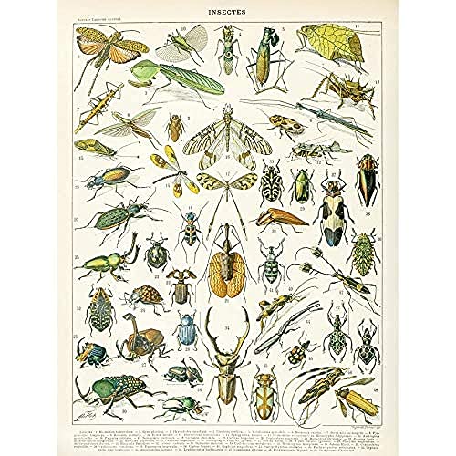 Artery8 Millot Encyclopedia Page Insects Beetles Unframed Wall Art Print Poster Home Decor Premium Seite Wand Zuhause Deko von Artery8