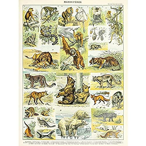 Artery8 Millot Encyclopedia Page Mammals Lion Bear Unframed Wall Art Print Poster Home Decor Premium Seite Löwe Bär Wand Zuhause Deko von Artery8