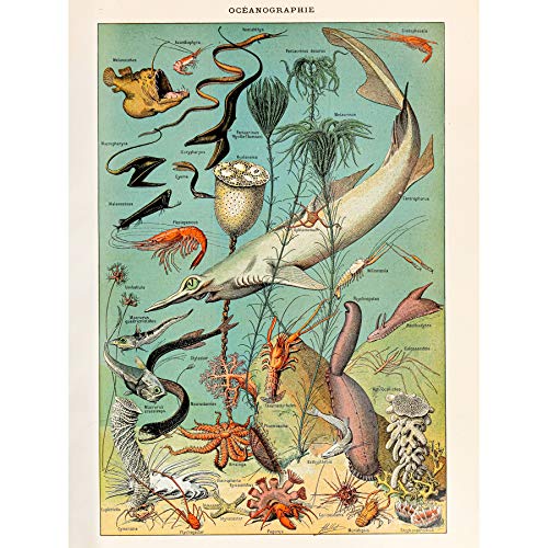 Artery8 Millot Encyclopedia Page Ocean Fish Shark Large Wall Art Poster Print Thick Paper 18X24 Inch Seite Ozean FISCH Wand Poster drucken von Artery8