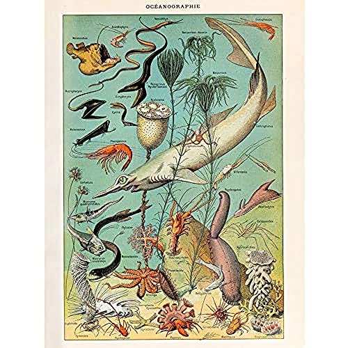 Artery8 Millot Encyclopedia Page Ocean Fish Shark Unframed Wall Art Print Poster Home Decor Premium Seite Ozean FISCH Wand Zuhause Deko von Artery8