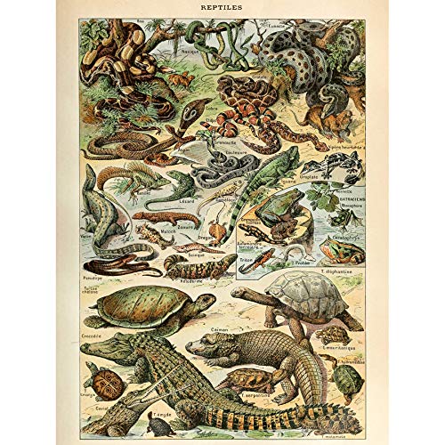 Artery8 Millot Encyclopedia Page Reptiles Snake Tortoise Art Print Canvas Premium Wall Decor Poster Mural Seite Wand Deko von Artery8