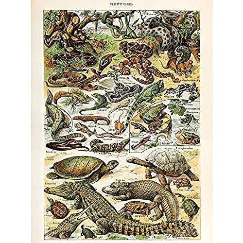 Artery8 Millot Encyclopedia Page Reptiles Snake Tortoise Unframed Wall Art Print Poster Home Decor Premium Seite Wand Zuhause Deko von Artery8