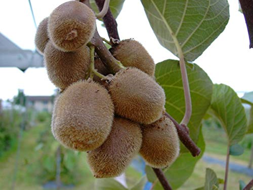 Kiwi-Set, weibliche und männliche Pflanze, Actinidia deliciosa, Sorten Hayward&Atlas, ca. 80cm, im Topf von Artländer Pflanzenhof