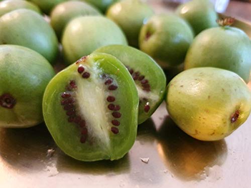 Selbstfruchtbare Minikiwi `Issai´, Actinidia arguta, 80-100cm im Topf von Artländer Pflanzenhof