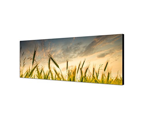 Augenblicke Wandbilder Leinwandbild als Panorama in 150x50cm Kornfeld Sommer grün Wolkenhimmel von Augenblicke Wandbilder