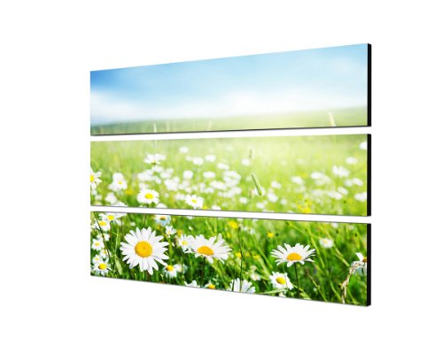 Wiesenglück Gänseblümchen 140x100 cm - 3 TEILIGES FOTOWANDBILD topaktuelles Design topaktuell Leinwand auf Keilrahmen Kunstdruck XXL in brillanter Farbqualität moderne Bilder Dekobilder Wanddekoration schöner wohnen von Augenblicke Wandbilder