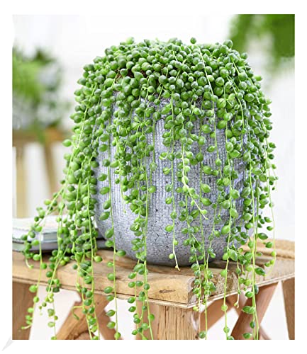 BALDUR Garten Erbsenpflanze Senecio rowleyanus, 1 Pflanze, Perlenkette, Perlenschnur, Sukkulente, Grünpflanze, mehrjährig - frostfrei halten, pflegeleicht, Wasserbedarf gering BALDUR Garten Erbsenpflanze Senecio rowleyanus, 1 Pflanze, Perlenkette, Perlenschnur, Sukkulente, Grünpflanze, mehrjährig - frostfrei halten, pflegeleicht, Wasserbedarf gering von BALDUR Garten