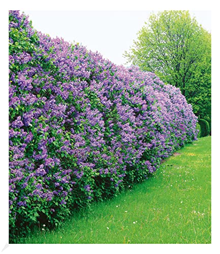 BALDUR Garten Flieder-Hecke, 1 Pflanze, Edelflieder Fliedertraum Blüten-Hecke, Sichtschutz, Syringa vulgaris, winterhart & anspruchslos, Schnittblume, blühend BALDUR Garten Flieder-Hecke, 1 Pflanze, Edelflieder Fliedertraum Blüten-Hecke, Sichtschutz, Syringa vulgaris, winterhart & anspruchslos, Schnittblume, blühend von BALDUR Garten
