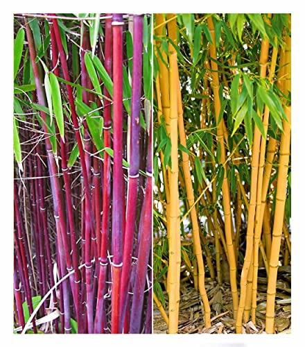 BALDUR Garten Bambus-Raritäten Kollektion, 2 Pflanzen, 1x Roter Chinese Wonder Fargesia jiuzhaigou No.1 und 1x Goldener Peking Phyllostachys aureosulcata aureocaulis, winterhart BALDUR Garten Bambus-Raritäten Kollektion, 2 Pflanzen, 1x Roter Chinese Wonder Fargesia jiuzhaigou No.1 und 1x Goldener Peking Phyllostachys aureosulcata aureocaulis, winterhart von BALDUR Garten