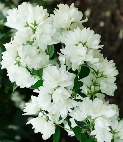 BALDUR Garten Schneeweißer Duft-Jasmin,1 Pflanze, Philadelphus lemoinei Gartenjasmin duftend winterhart Duft-Jasmin, pflegeleicht, blühend, Blütenstrauch, Sommerjasmin BALDUR Garten Schneeweißer Duft-Jasmin,1 Pflanze, Philadelphus lemoinei Gartenjasmin duftend winterhart Duft-Jasmin, pflegeleicht, blühend, Blütenstrauch, Sommerjasmin von BALDUR Garten