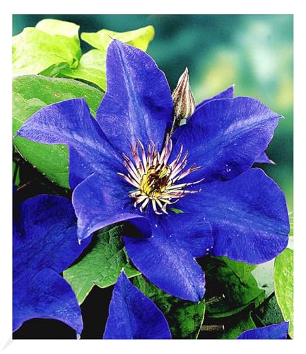 BALDUR Garten Blaue Clematis 'The President' Waldrebe winterhart, 1 Pflanze, Klematis mehrjährige blühende Kletterpflanzen, bienenfreundlich und schmetterlingsfreundlich, blühend, Clematis Hybride BALDUR Garten Blaue Clematis 'The President' Waldrebe winterhart, 1 Pflanze, Klematis mehrjährige blühende Kletterpflanzen, bienenfreundlich und schmetterlingsfreundlich, blühend, Clematis Hybride von BALDUR Garten