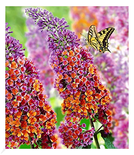 BALDUR Garten Buddleia Sommerflieder "Flower Power", 1 Pflanze, Buddleja Hybride, winterharter Schmetterlingsflieder, Schmetterlingsstrauch Zierstrauch, blühend, Buddleja weyeriana BALDUR Garten Buddleia Sommerflieder "Flower Power", 1 Pflanze, Buddleja Hybride, winterharter Schmetterlingsflieder, Schmetterlingsstrauch Zierstrauch, blühend, Buddleja weyeriana von BALDUR Garten